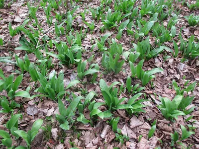 Черемша (Allium ursinum)