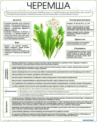 Полезные свойства черемши. Инфографика