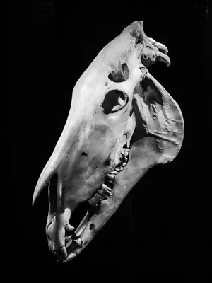 Череп коня (жеребец) | Horse skull, Animal skeletons, Animal skulls