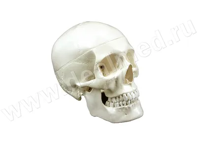 Анатомическая модель черепа › купить, цена в Москве, оптом и в розницу