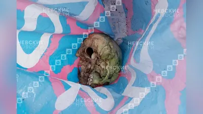 Санкт-Петербург | Торчащий клык и гнилая переносица: НЕВСКИЕ НОВОСТИ  публикуют фото черепа из храма в Лесколово - БезФормата