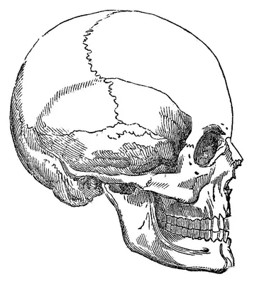 Рисунок кости черепа человека - 65 фото