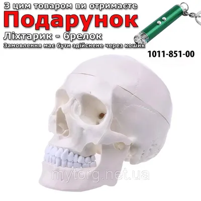 Купить Модель человеческого черепа в натуральную величину Белый, цена 1584  грн — Prom.ua (ID#1711505687)