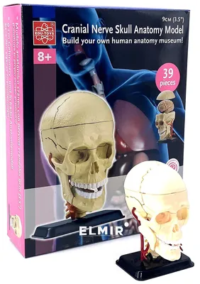 Набор для исследований Edu-Toys Модель черепа с нервами сборная, 9 см  (SK010) купить | ELMIR - цена, отзывы, характеристики