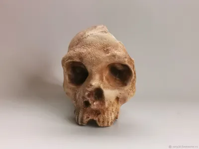 Модель черепа антропологическая, неандерталец Гибралтар 1 – заказать на  Ярмарке Мастеров – SWJ94RU | Элементы интерьера, Ярославль