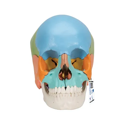 Модель черепа человека, разборная, цветная, 22 части - 3B Smart Anatomy -  1023540 - A291 - Модели черепа человека - 3B Scientific