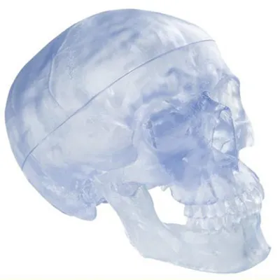 Модель черепа - прозрачный череп - купить в Киеве, цена на Анатомические  модели и скелеты с доставкой по Украине | медицинские товары и медтехника в  магазине Ортосалон