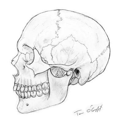 Рисунок черепа человека - 77 фото