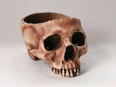 Чашка в виде черепа человека, контейнер человеческий череп – купить онлайн  на Ярмарке Мастеров – PBYPWRU | Элементы интерьера, Ярославль