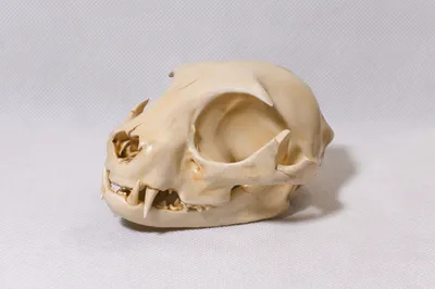 Файл STL Скульптура черепа кошки・Модель для загрузки и 3D-печати・Cults