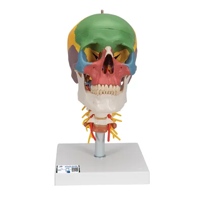 Дидактическая модель черепа на шейном отделе позвоночника, 4 части - 3B  Smart Anatomy - 1020161 - A20/2 - Модели черепа человека - 3B Scientific