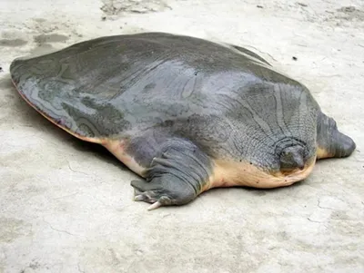 Черепаха без панциря фото