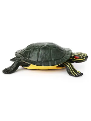 Turtle Stock Photo by ©maggee 4293632