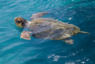 Исчезающий вид морских черепах Caretta Caretta любит гнездиться на пляжах  Турции | Записки бывшего турагента | Дзен