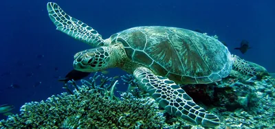 Файл:Loggerhead Sea Turtle (Caretta caretta) 2.jpg — Википедия