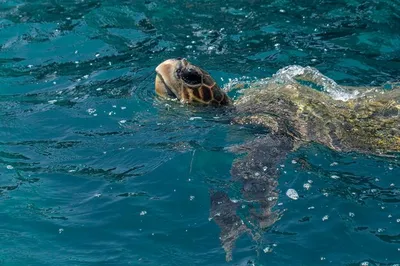 Бисса или настоящая каретта (лат. Eretmochelys imbricata)