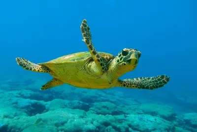 Caretta Caretta Turtle Zakynthos Greece Laganas Beach Emerges Take Breath  Stock Photo by ©yager.abv.bg 283316626