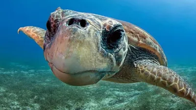 черепаха морской черепахи Caretta младенца Стоковое Изображение -  изображение насчитывающей новорожденного, поиск: 7074603