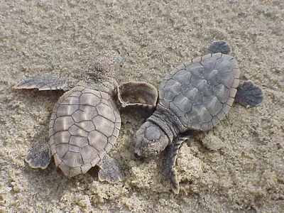 Исчезающий вид морских черепах Caretta Caretta любит гнездиться на пляжах  Турции | Записки бывшего турагента | Дзен