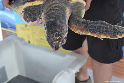 Зеленая морская черепаха caretta caretta всплывает на поверхность, чтобы  подышать. | Премиум Фото