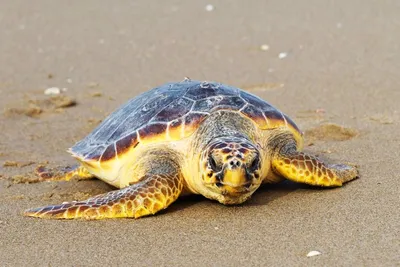 Необычная гостья: как каретта попала в Чёрное море | ИПЭЭ РАН