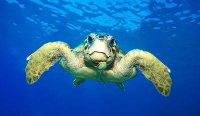 Caretta Caretta Turtle From Zakynthos, Greece, Near Laganas Beach, Emerges  To Take A Breath Фотография, картинки, изображения и сток-фотография без  роялти. Image 134868886