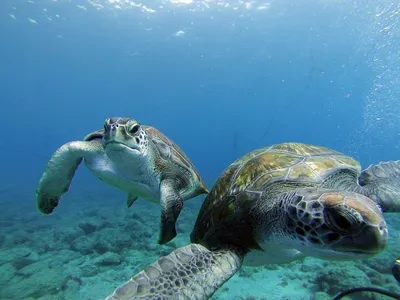 Caretta Caretta морской черепахи морской черепахи, также известный как  морская черепаха Одичалое животное жизни Стоковое Изображение - изображение  насчитывающей подныривание, скуба: 142677109