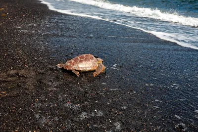 Mersin. Морская черепаха Caretta Caretta. :: Murat Bukaev – Социальная сеть  ФотоКто