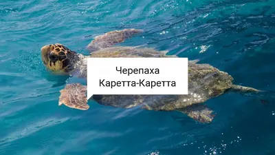 Морские черепахи на Северном Кипре