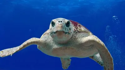 Caretta Caretta Turtle Zakynthos Greece Laganas Beach Emerges Take Breath  Stock Photo by ©yager.abv.bg 299741262