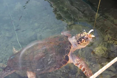 Turtle hatching observation in Cyprus