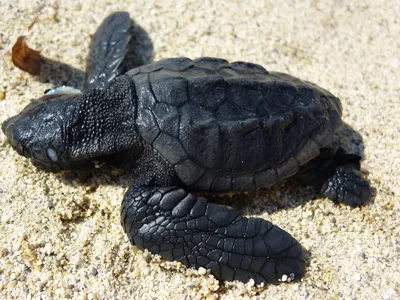 Выпуск на свободу «Клеопатры» – черепахи вида Caretta caretta – Rhodes  Aquarium