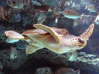 Дорога жизни. Рождение морских черепах. Caretta caretta — блог туриста  igorcrete на Туристер.Ру