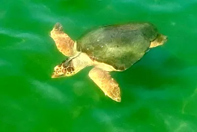 Turtles dalyan conservation hi-res stock photography and images - Alamy