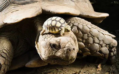 kawaii милая маленькая зеленая черепаха садовое украшение микро пейзаж  черепаха ремесла миниатюрное садоводство diy мини декоративные| Alibaba.com