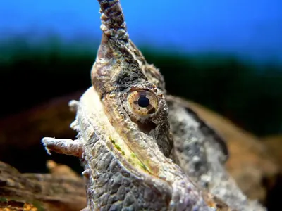 Черепаха мата-мата | Reptiles and amphibians, Turtle, Reptiles