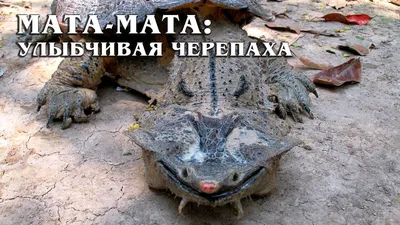 Бахромчатая черепаха или черепаха матамата (лат. Chelus fimbriatus)