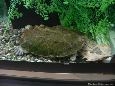 Matamata: The fringed tortoise turtle, who loves swamps | Interesting facts  about turtles - YouTube