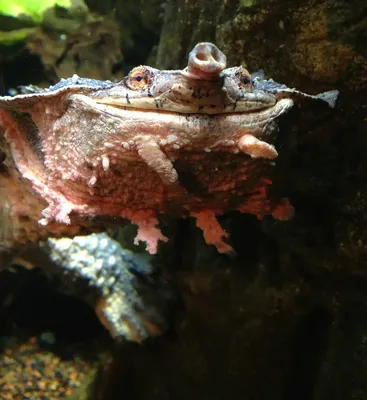 Коллекционная фигурка Матамата Бахромчатая черепаха (Chelus fimbriata)  купить по выгодной цене в интернет-магазине EXOMENU.RU