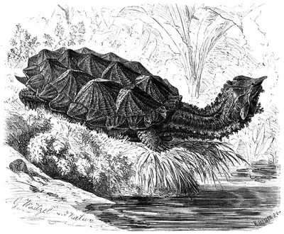 Chelus orinocensis (Оринокская матамата) - Черепахи.ру