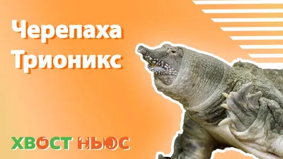 Дальневосточная черепаха | это... Что такое Дальневосточная черепаха?