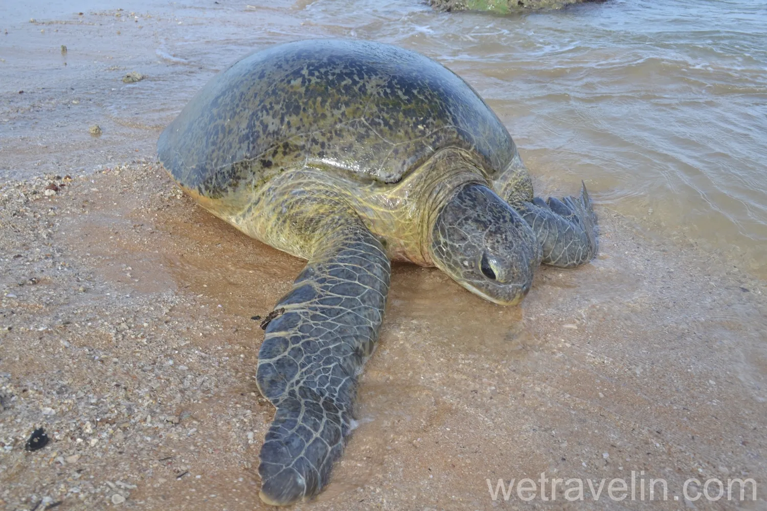 Пляж черепах на шри ланке. Хиккадува Черепаший пляж. Черепахи на Шри Ланке. Хиккадува черепахи. Морские черепахи Шри Ланка.