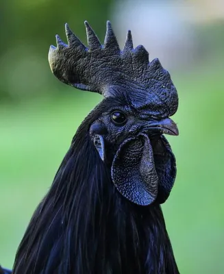 Черная курица фото