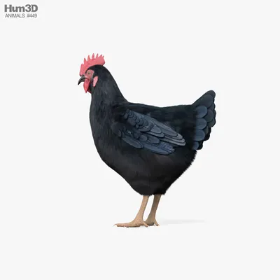 Какие яйца несет черная курица | ИЖФ Интересные жизненные факты | Дзен
