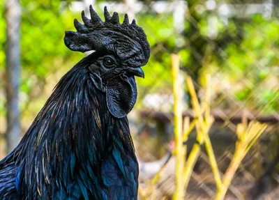 Черная курица или подземные жители» — создано в Шедевруме