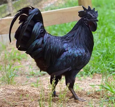 Черная курица птица - 64 фото