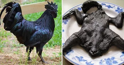 Ламборджини среди куриц: Уникальная порода, снаружи и внутри окрашенная в  черный цвет