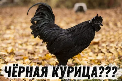Чёрная курица, или Подземные жители (илл Азбука 8745773 купить в  интернет-магазине Wildberries