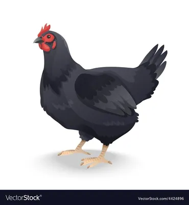 Шведская черная курица | Куры, Породы кур, Домашние птицы