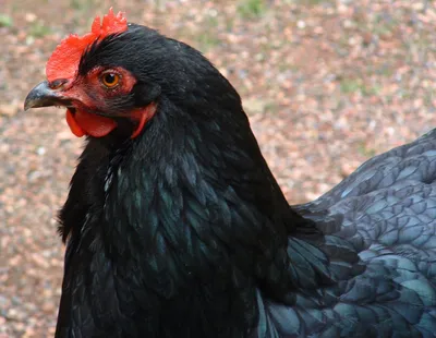 Черная курица 3D модель - Скачать Животные на 3DModels.org